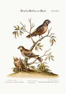Angola'dan İki Çeşit Linnet, 1749-73